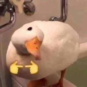 Tải 197+ ảnh con vịt meme hài hước vô tri dễ thương nhất