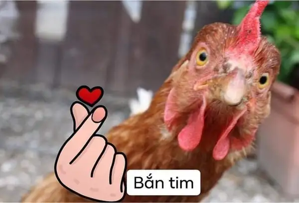 meme bắn tym cute