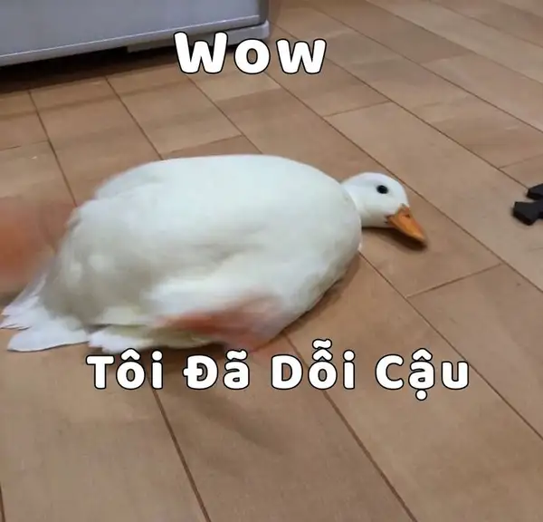 ảnh meme vịt dỗi