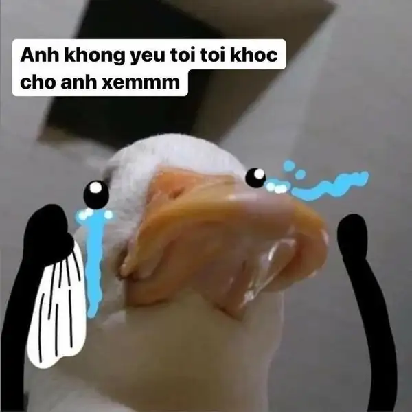 ảnh con vịt meme khóc