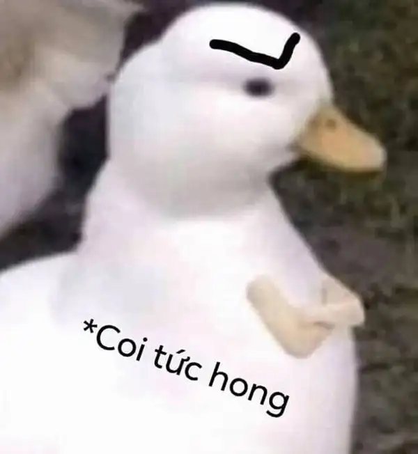 ảnh meme con vịt tức giận