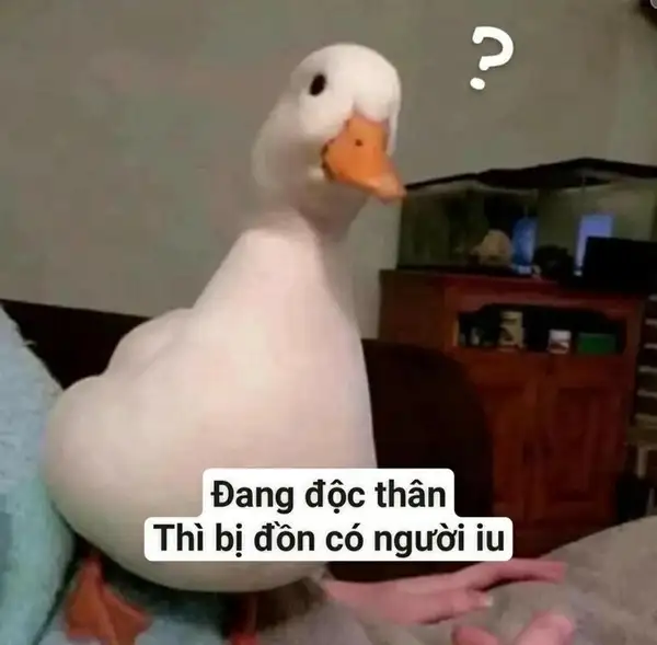 ảnh con vịt meme khịa