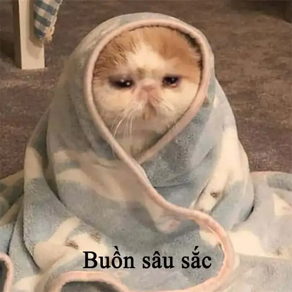 meme buồn mèo chùm chăn