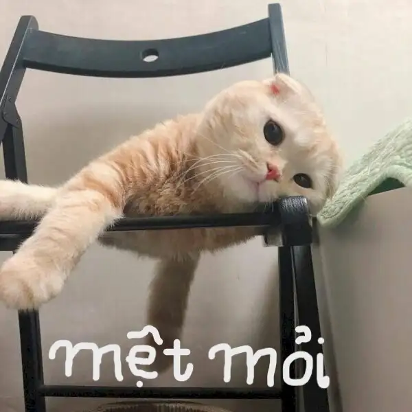 meme mệt mỏi 