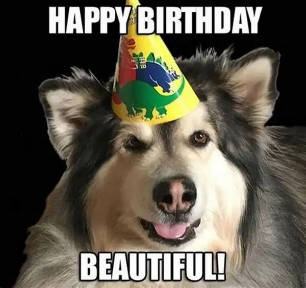 meme happy birthday chó husky