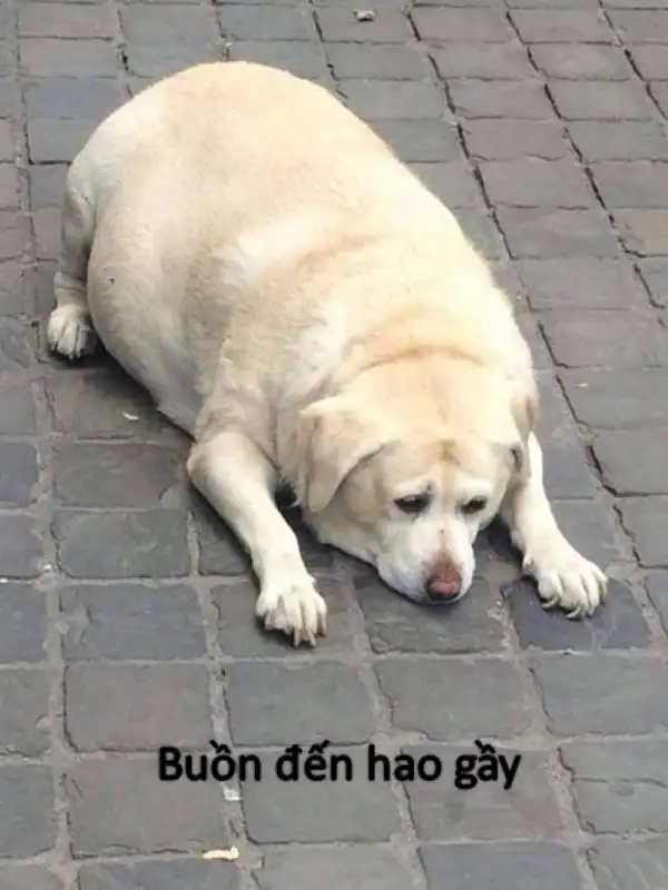 meme buồn đến hao gầy