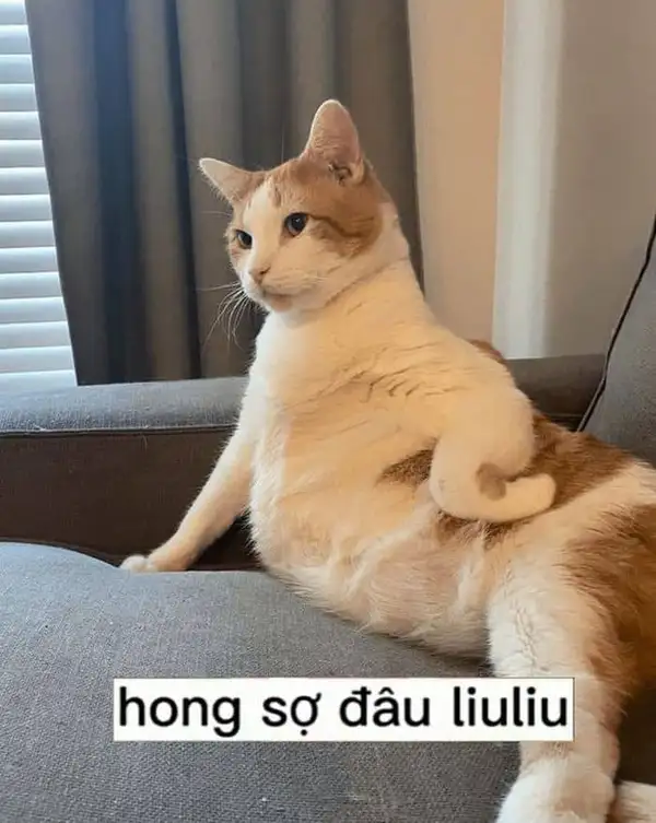 meme mèo chống nạnh