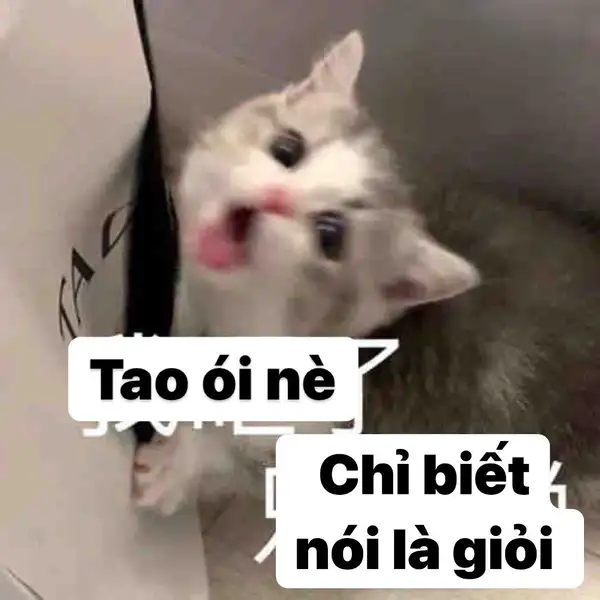 meme con mèo ói nè