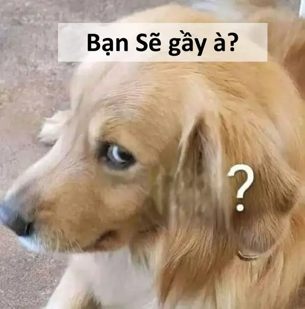 sẽ gầy meme con chó