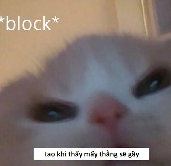 meme sẽ gầy con mèo