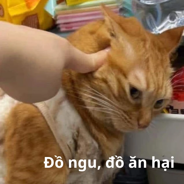 ảnh meme vô tri bá đạo