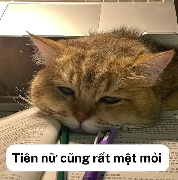 tiên nữ quá mệt mỏi meme