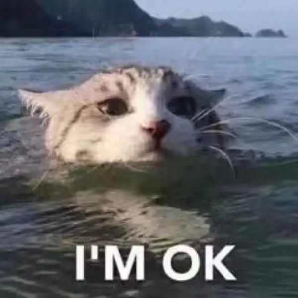 i'm ok meme mèo