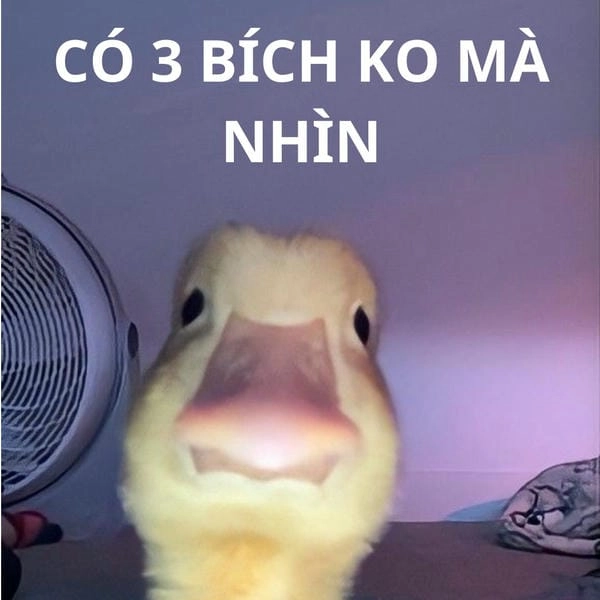 ảnh 3 bích meme bựa