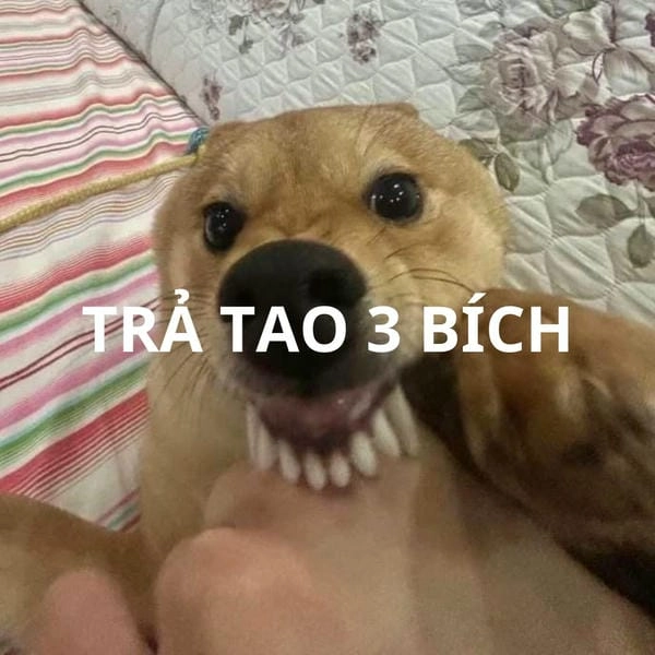 ảnh trả tao 3 bích meme