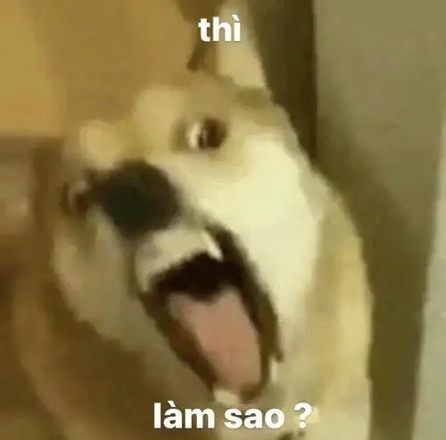 meme bựa ảnh chế thì sao