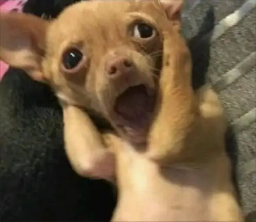 meme chó chihuahua sợ hãi