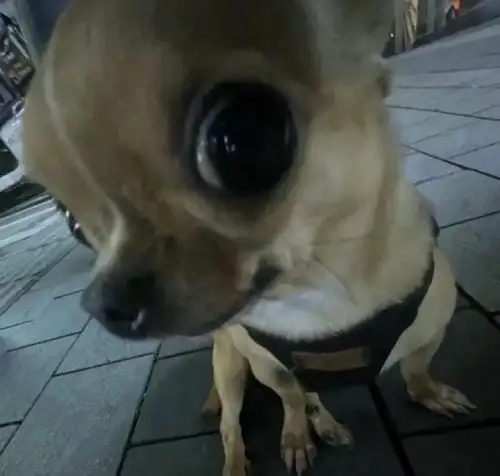 chihuahua meme nhướm mày