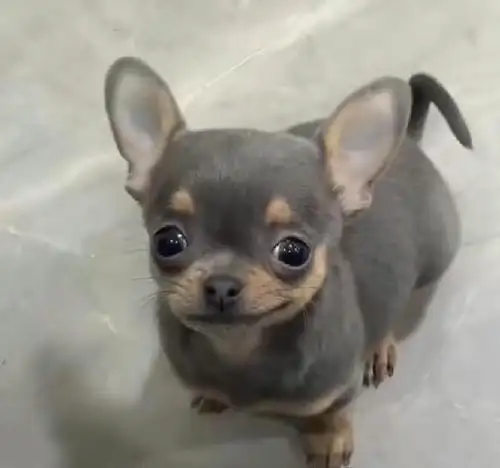 chihuahua cười nhếch meme