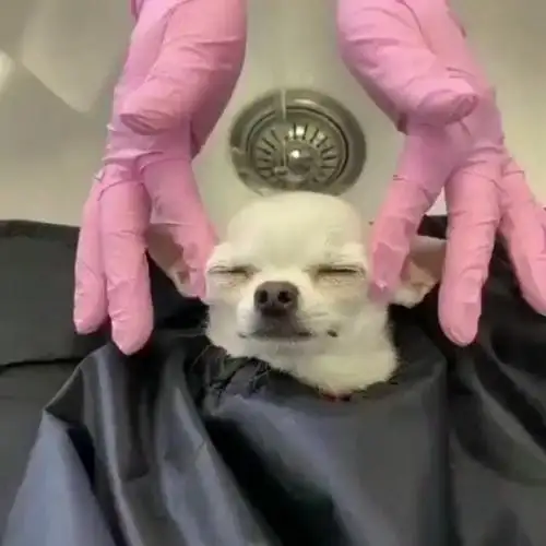 meme chihuahua chill