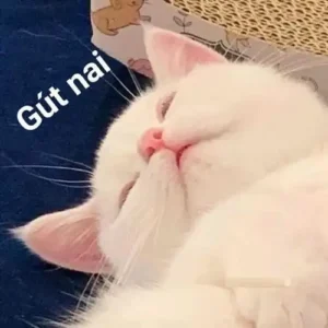 140+ Ảnh meme chúc ngủ ngon dễ thương nhất sử dụng hàng ngày