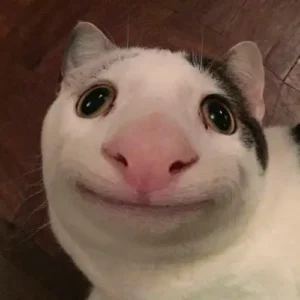 Khám phá 106+ hình ảnh meme động vật cute hài hước nhất