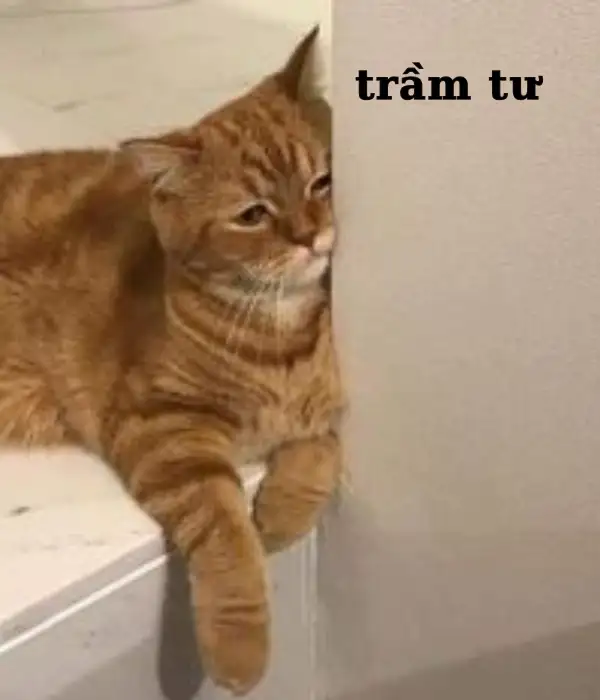 meme mèo trầm tư