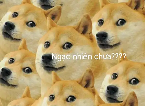 ngạc nhiên chưa meme chó ??