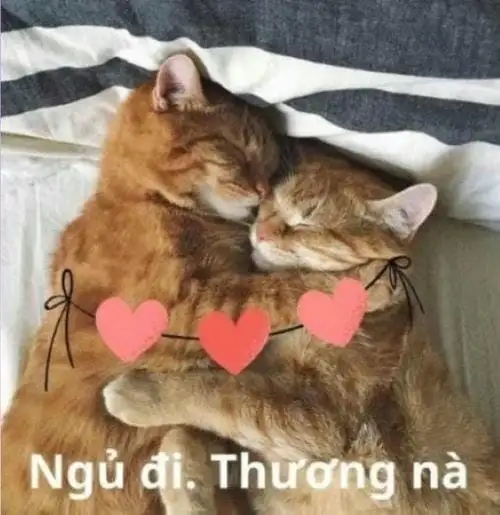 meme ôm nhau ngủ đi thương mà