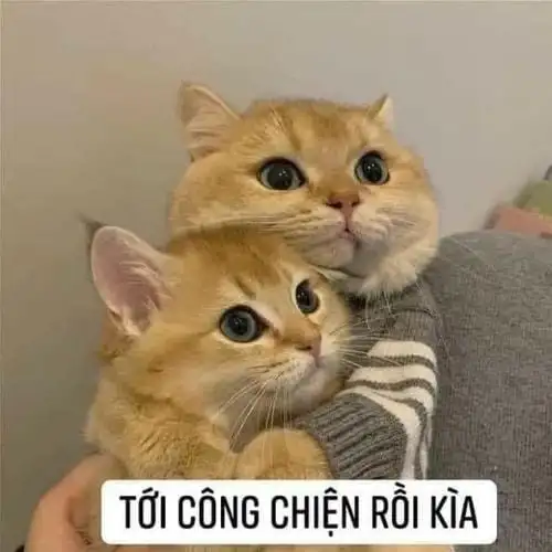 ôm meme bảo vệ