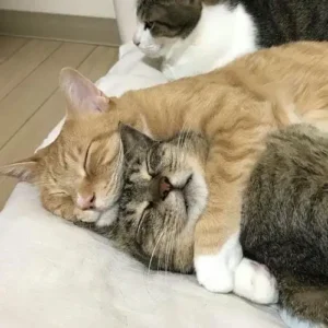 165+ ảnh meme ôm siêu dễ thương khiến bạn cười nghiêng ngả