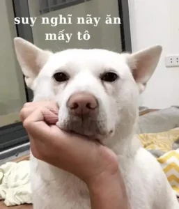 Suy tư cùng 100+ ảnh meme suy nghĩ toán học hài hước nhất