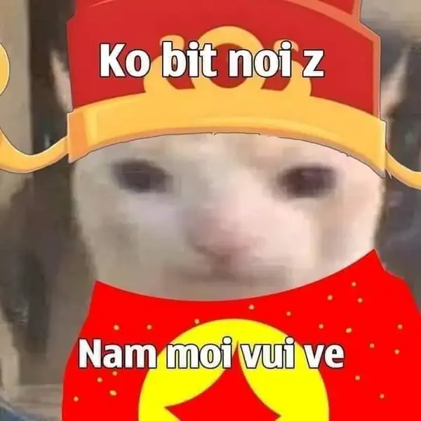 meme mèo tết không biết nói gì