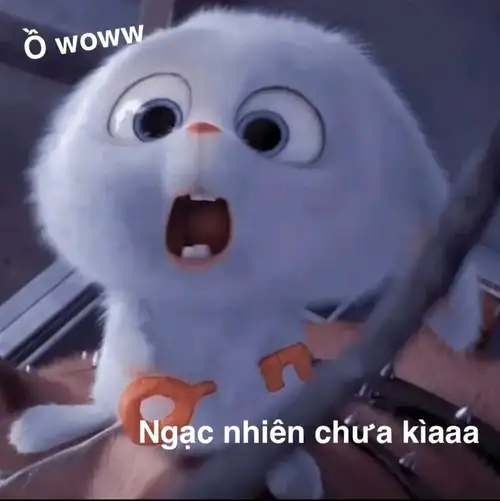 thỏ snowball meme ngạc nhiên chưa