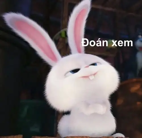 thỏ snowball meme đoán xem