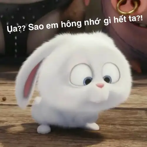 thỏ snowball meme không nhớ gì hết