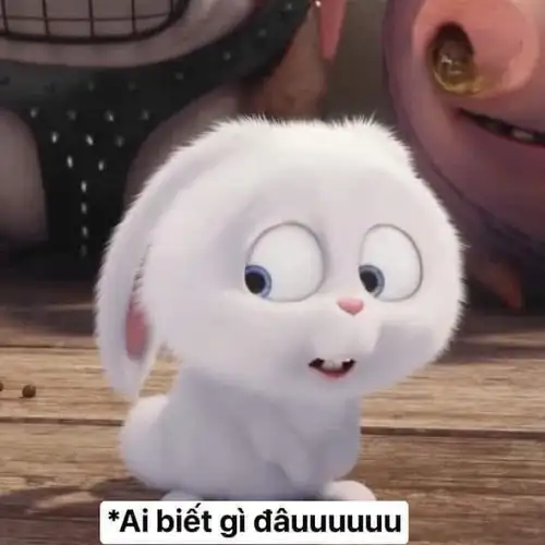 thỏ snowball meme ai biết gì đâu