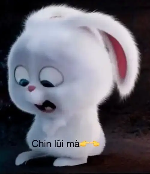 thỏ snowball meme xin lỗi