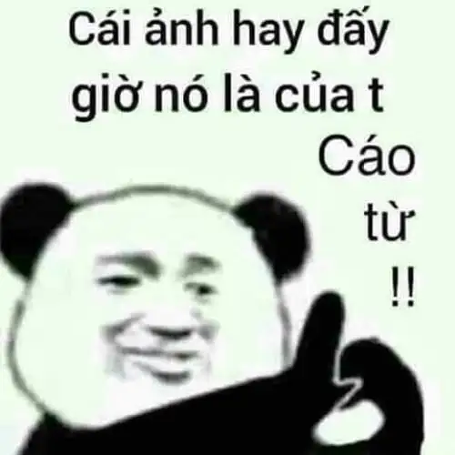 meme gấu trúc cáo từ hài hước