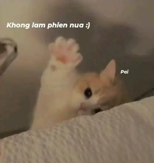 ảnh meme cáo từ không làm phiền