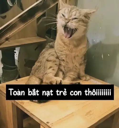 hình ảnh meme hài hước ăn vạ