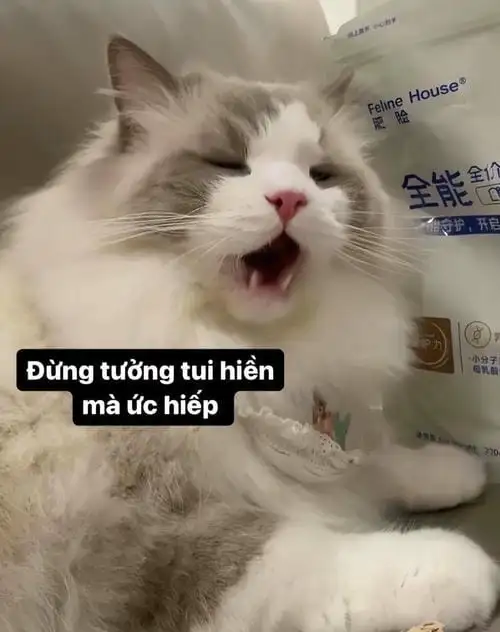 ảnh meme hài hước mèo cute