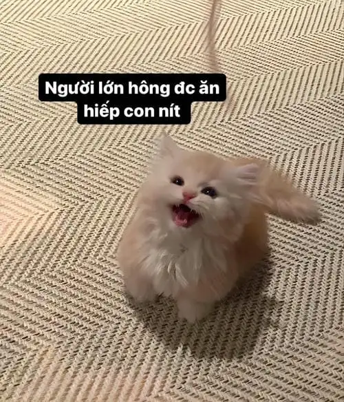 những hình ảnh meme hài hước mèo ăn vạ