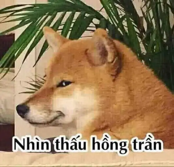 ảnh meme chó liếc