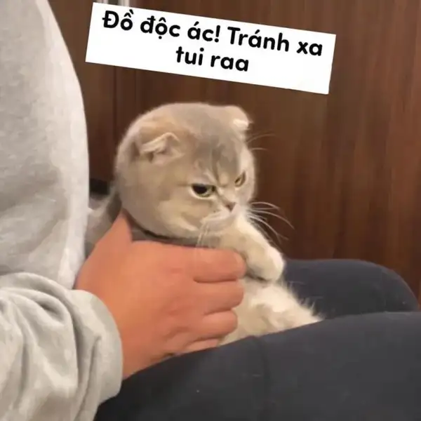 meme liếc đanh đá