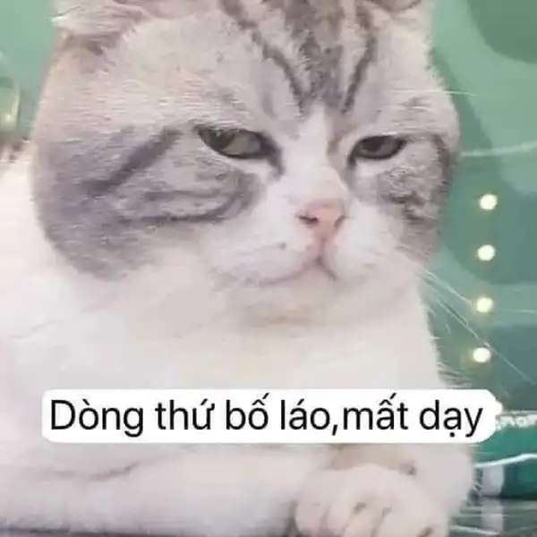 meme con mèo liếc chửi