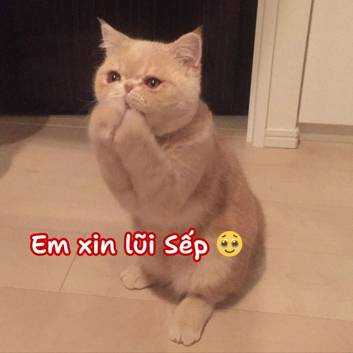 meme mèo xin lỗi hài hước