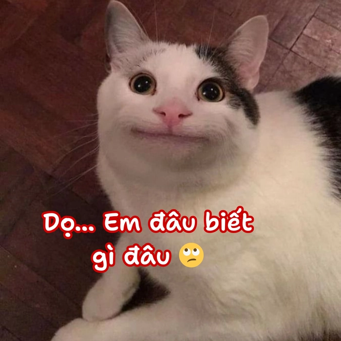 ảnh meme mèo vô tri hài