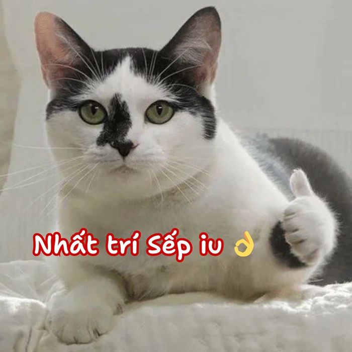 ảnh meme mèo hài bựa