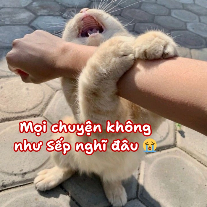 meme mèo hài hước cute